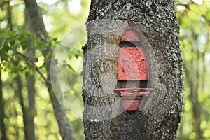 Tree trunk grown around a classic old style red mailbox