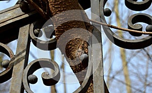 The tree trunk grows into a decorative metal lattice. it gradually deforms and damages it. the branch can no longer be removed and