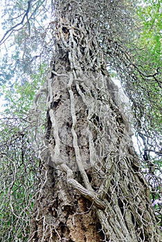 Tree Trunk Heavily Twined by Ivy Vines