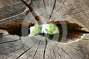 Tree Trunk with Hole