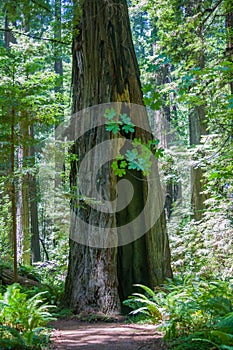 Tree trunk hole