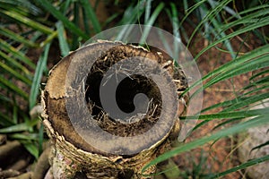 Tree trunk hole of madagascar tree pandanus utilis pandanaceae