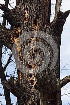 Tree Trunk Hole made by a Pileated Woodpecker