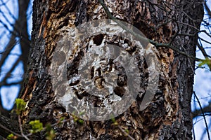 Tree Trunk Hole made by a Pileated Woodpecker