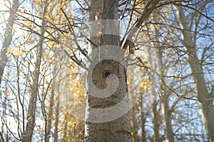 Tree trunk with hole made by woodpecker