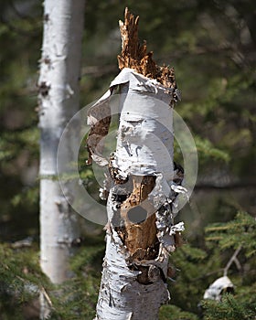 Tree Trunk Hole stock photos. Birch Tree with Pileated Woodpecker Hole Stock Photos, Images, Pictures with a forest background.