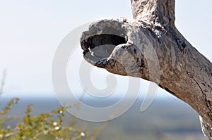 Tree Trunk Hollow