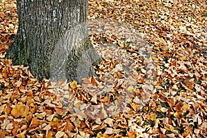 Tree trunk i autumn