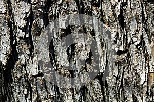 Tree trunk illuminated by the sun in a close up view