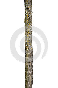 Tree Trunk Isolated On White