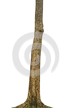 Tree trunk isolated on white