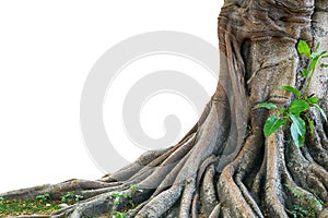 Tree trunk isolated on white background.