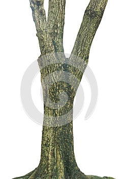 Tree trunk isolated on white