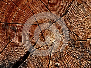 Tree trunk and its annual rings