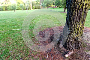 Tree trunk with its roots visible on the ground