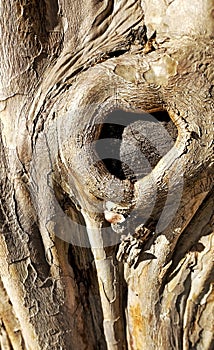tree trunk, with a knot caused by pruning a branch, natural texture, tree bark with a beautiful and unique shape