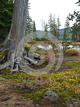 Tree trunk at lake shore