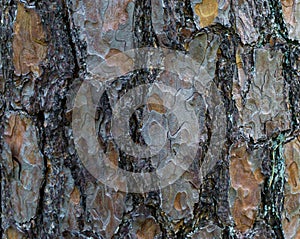 A tree trunk with large bark in macro closeup natural forest background texture