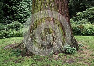 Tree Trunk - Large Diameter Close-up