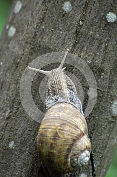 On the tree trunk - a large grape snail (Helix pomatia