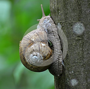 On the tree trunk - a large grape snail (Helix pomatia