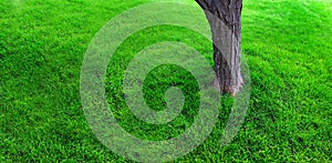 Tree Trunk on Lawn of Lush Green Grass