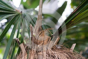 Tree trunk and leaf of cuban coconut palm coccothrinax crinata arecaceae