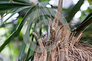 Tree trunk and leaf of cuban coconut palm coccothrinax crinata arecaceae