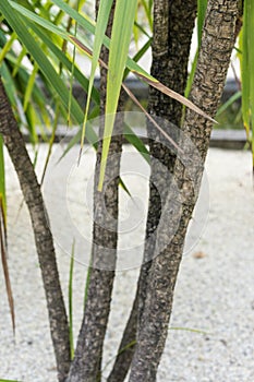 Tree trunk and leaves of agavaceae cordyline indivisa palm tree from new zealand