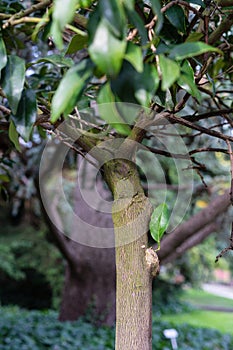 Tree trunk with leaves of fortunella margarita rutaceae ovale kumquat from china