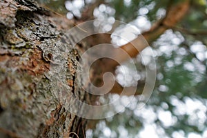 Tree trunk with leaves out of focus