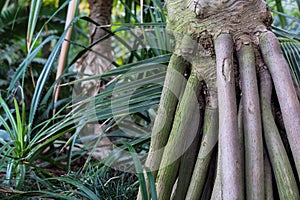 Tree Trunk and Leaves of Pandanus Utilis Pandanaceae, Madagascar Tree