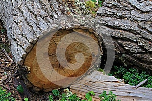 Tree trunk in lenga beech tree forest, Nothofagus Pumilio, Reserva Nacional Laguna Parrillar, Chile photo