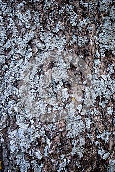 Tree trunk with lichen texture