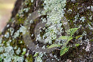 Tree Trunk with Lichens, Mosses and Fern