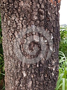Tree trunk or the log texture and rough skin in surface