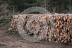 tree trunk in the forest background