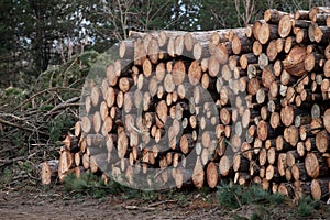 Tree trunk in the forest background