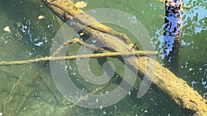 Tree trunk logs floating under the clear water of a lake