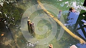 Tree trunk logs floating under the clear water of a lake