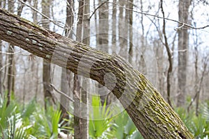 Tree Trunk in a Forest
