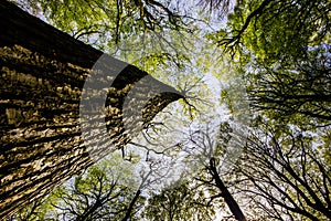 Tree trunk looking skyward