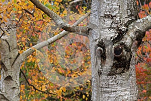 Tree trunk looks like smiling face in garden