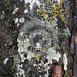 Tree Trunk with a Lot of Colorful Lichen in a Closeup Photo