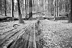 Tree trunk lying on the floor in the woods, early spring