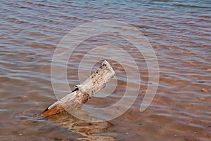 Tree trunk in the Mar Menor