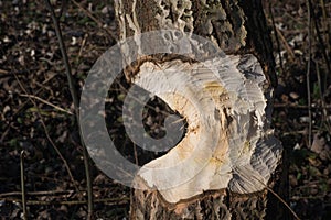 Tree trunk with marks of beaver teeth