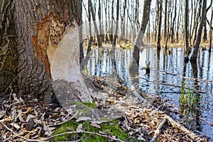 Tree trunk with marks of beaver teeth on sunny day