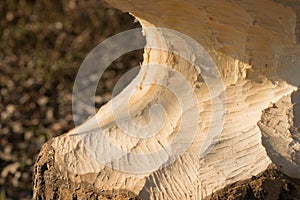 Tree trunk with marks of beaver teeth