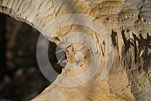 Tree trunk with marks of beaver teeth
